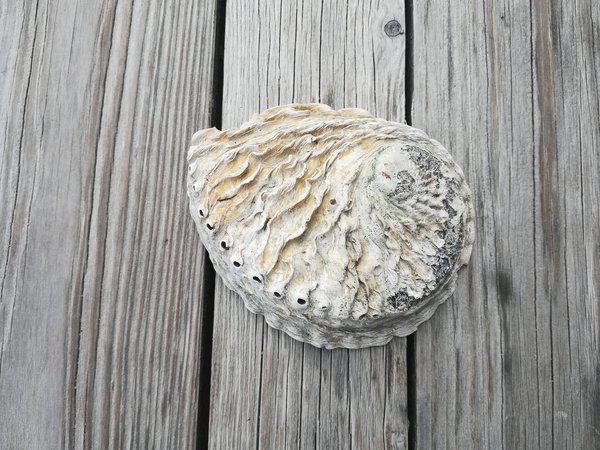 Paua Muschel - Abalonen Muschel - ungeschliffen